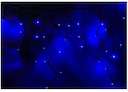 Гирлянда Айсикл "ПЛЕЙ-ЛАЙТ Каучук" 0.9х3.2м 120LED 7.5Вт 220В IP54 син.; черн. провод NEON-NIGHT 255-213